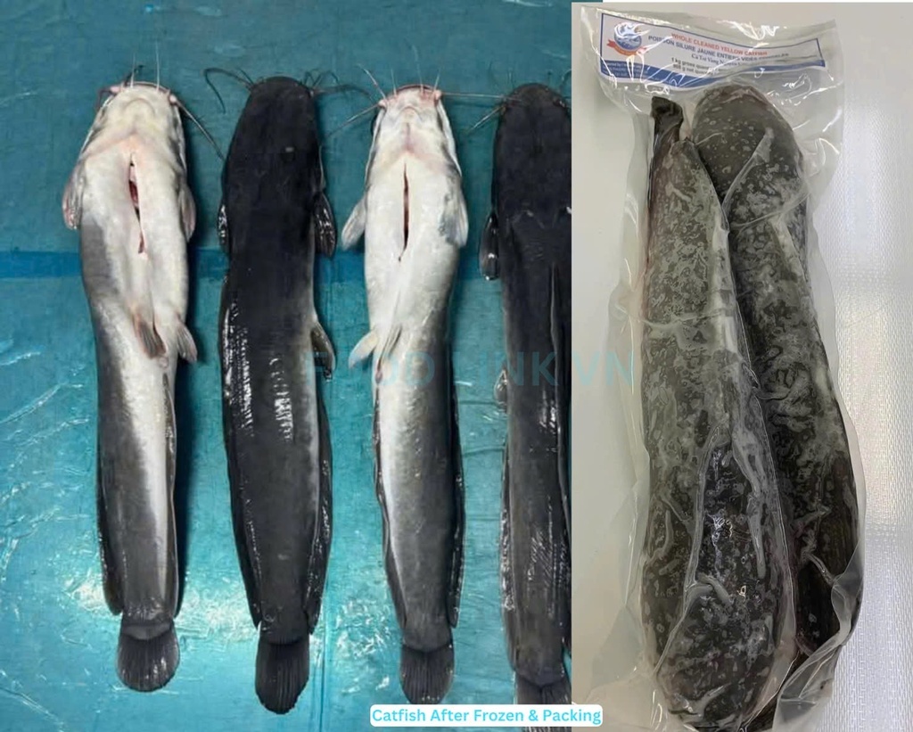 Frozen Catfish 500g/800g 3kgbag