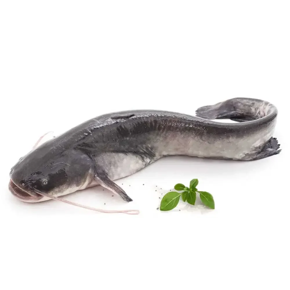 Frozen catfish box 500g/600g (2x3kg)